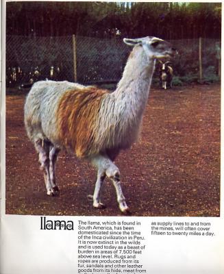 MEDWDSllama.JPG