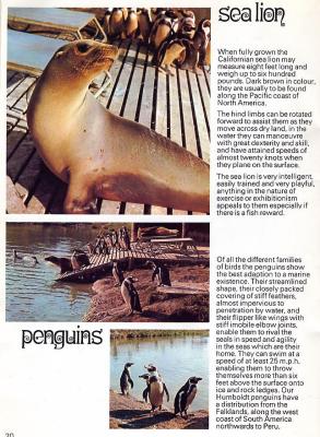 MEDWDSsealion.JPG