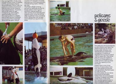 MEDWDSseaworld2.JPG