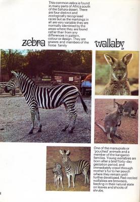 MEDWDSzebra.JPG