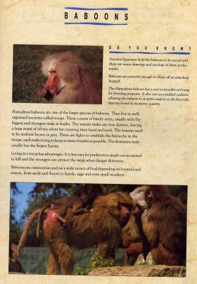 baboonsJJ.JPG