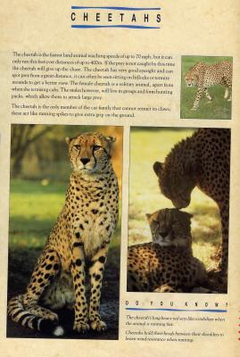 cheetahsJJ.JPG