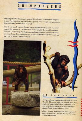 chimpanzeesJJ.JPG