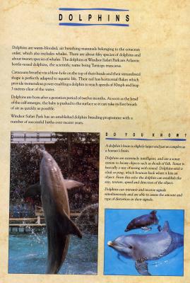dolphinsJJ.JPG