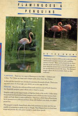 flamingosJJ.JPG