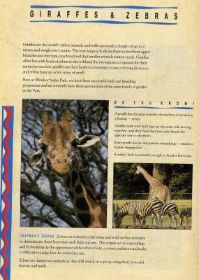 giraffesZEBRASjj.JPG