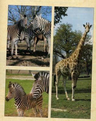 giraffesZEBRASiiJJ.JPG