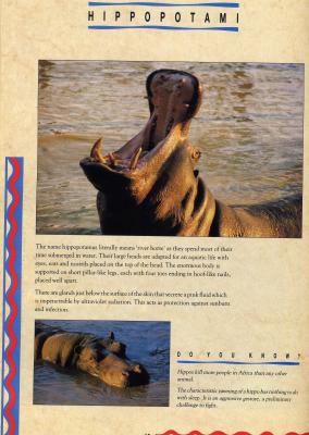 hipposJJ.JPG