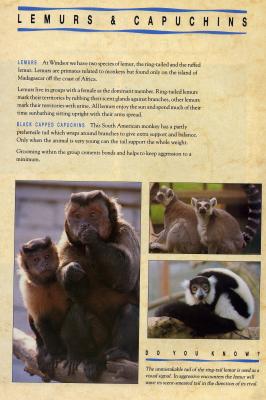 lemursJJ.JPG