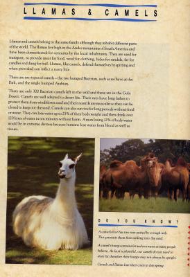 llamasJJ.JPG