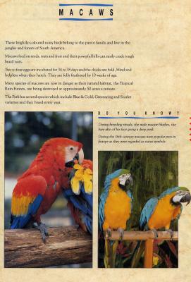macawsJJ.JPG