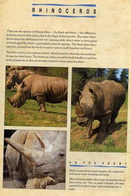 rhinosJJ.JPG