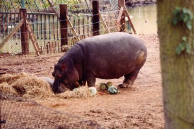 hippo.JPG