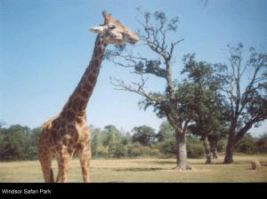 wsfpgiraffe.gif