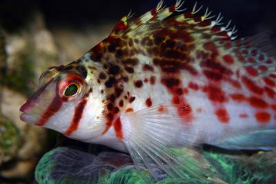 u35/fastuno/medium/31745622.Hawkfish3.jpg