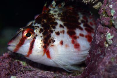 u35/fastuno/medium/40472073.Hawkfish7.jpg