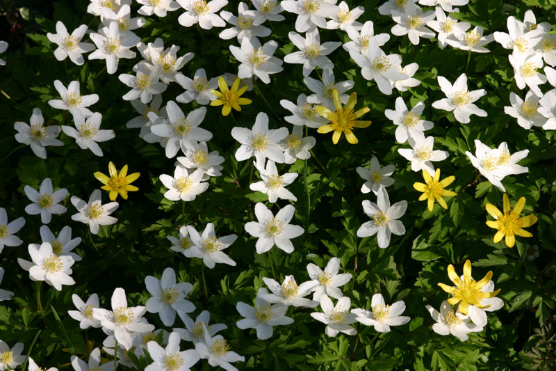Ranunculus ficaria et  Anemone nemorosa