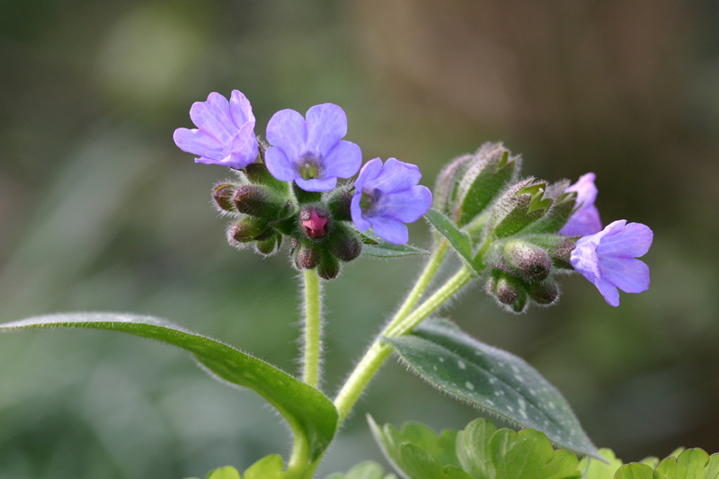 Pulmonaria officinalis