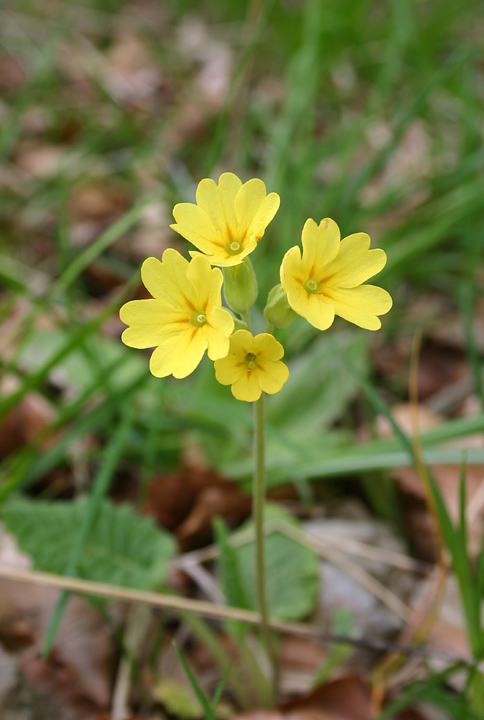 Primula elatior