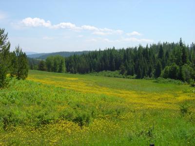 Blooming Idaho Meadow.jpg