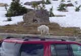 Mtn Goat at Logan Pass.jpg