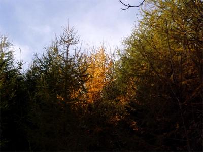 efterårs lærk autuumn larch.JPG