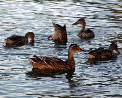 One duck is shy, can you guess which one?