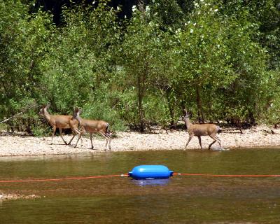 Deer