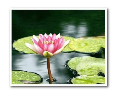 u35/flyfishertoo/medium/31851772.Lilly1Framed.jpg