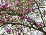 Tulip Tree full of blossoms