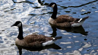 u35/fotos_by_mj/medium/31891654.DSC_0058aweb.jpg
