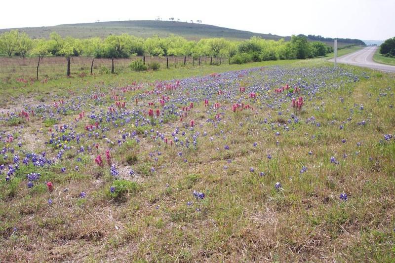 Blue Bonnets and Crimson Clover in Hwy 51