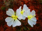 Desert Primrose