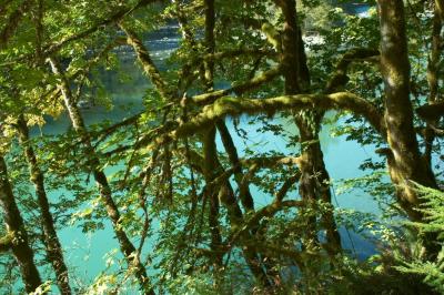 Mossy Trees On The Elwha River.