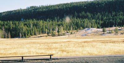 Coyote at Old Faithful Inn