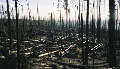 Burnt Forest near east trailhead