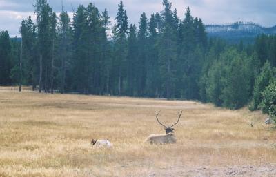 Elk Resting with one of harem