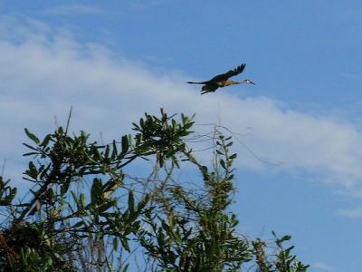 sandhill crane.jpg