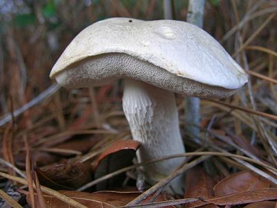 u35/gailb/medium/31841445.mushroom.jpg