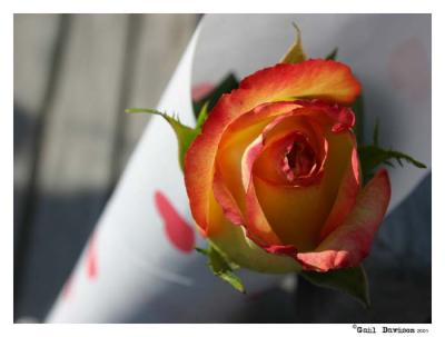 Rose