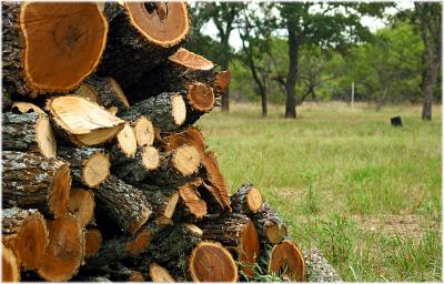Wood memories