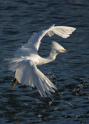 Snowy Egret in Flight