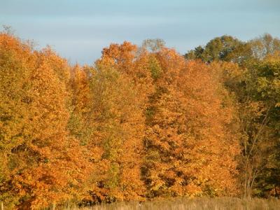 Fall Colors