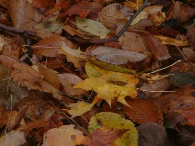Fall Leaves