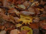 Fall Leaves