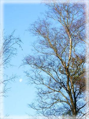 Trees and moon