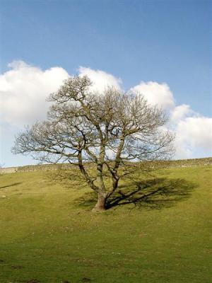 Lone Tree - Bolton Abbey