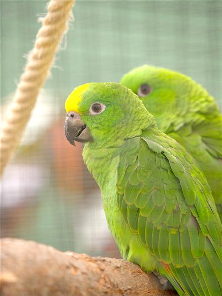 Loro Parque