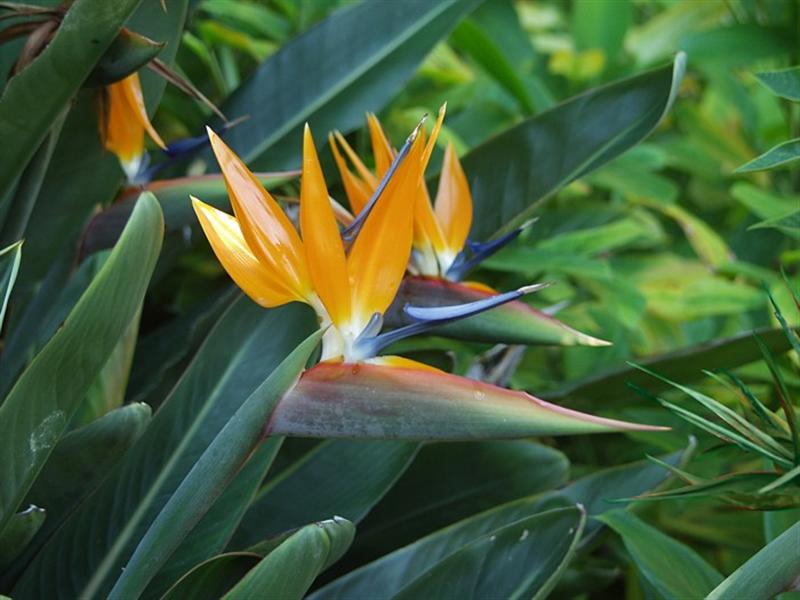 Bird of Paradise