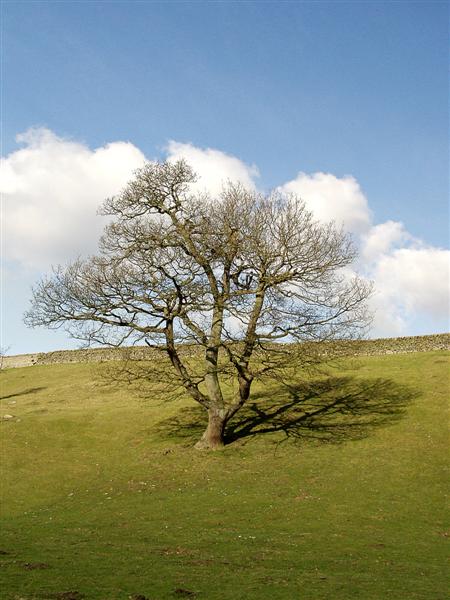 Lone Tree - Bolton Abbey